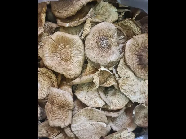Dried Amanita Pantherina Mushroom