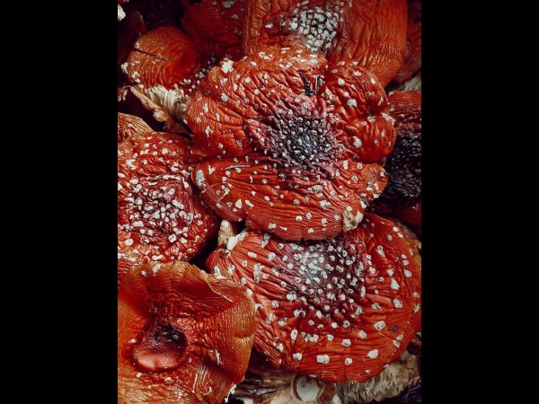 Kaufen Getrocknete Amanita Muscaria-Pilze zu verkaufen