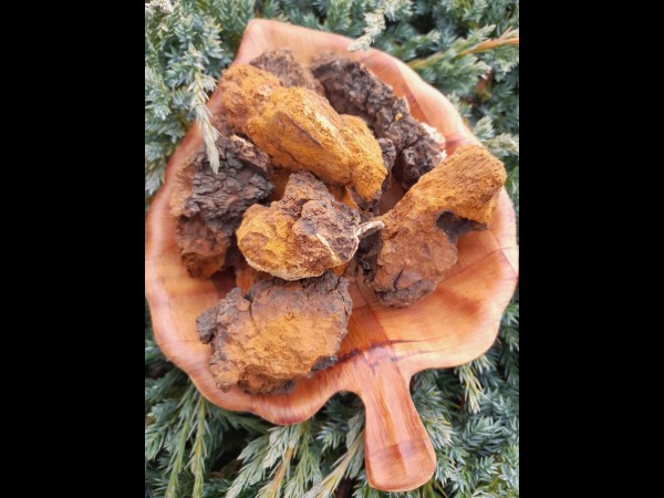 Kaufen Chaga Pilz zum Verkauf (Chaga mushroom)