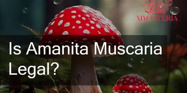 Is Amanita Muscaria Legal? Worldwide Legal Status Overview