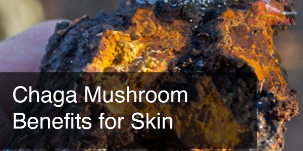 Chaga Mushroom Benefits for Skin
