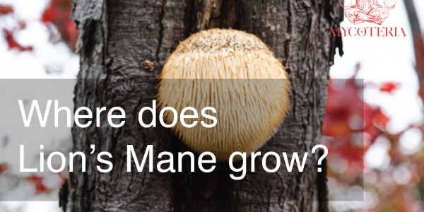 Where does Lion's Mane grow?