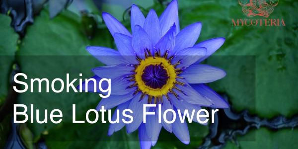 Smoking Blue Lotus flower