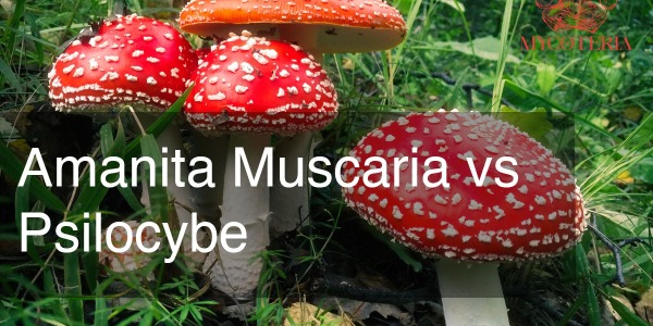 Amanita Muscaria vs. psilocybin mushrooms