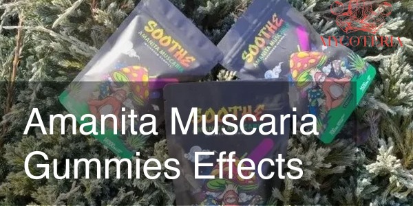 Wirkungen von Amanita Muscaria Gummibärchen