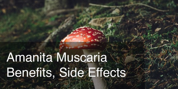 Amanita Muscaria Vorteile, Nebenwirkungen