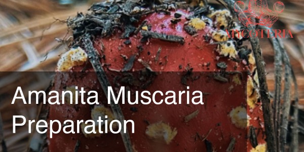 Amanita Muscaria Preparation