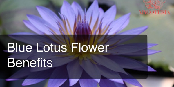 Blue lotus flower benefits